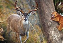 Dia mundial de la vida silvestre en Tamaulipas