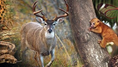 Dia mundial de la vida silvestre en Tamaulipas