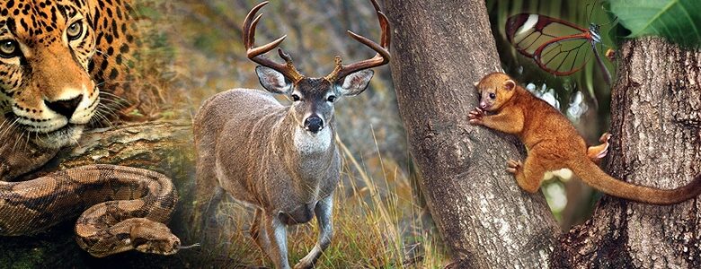 Dia mundial de la vida silvestre en Tamaulipas