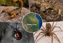 Animales venenosos en Tamaulipas: cuáles son y dónde se encuentran