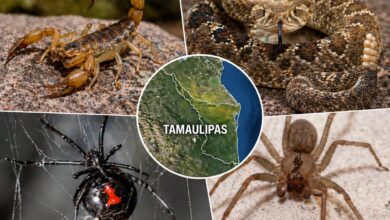 Animales venenosos en Tamaulipas: cuáles son y dónde se encuentran