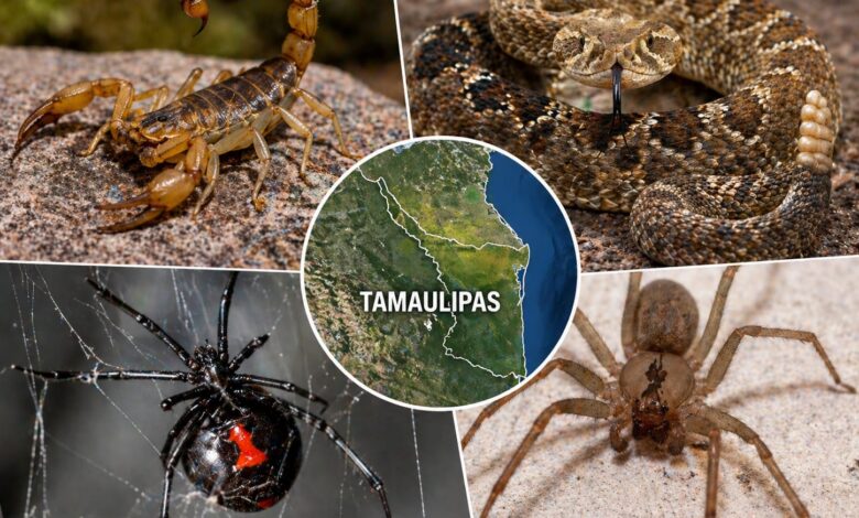 Animales venenosos en Tamaulipas: cuáles son y dónde se encuentran