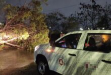 Bomberos atienden reportes de caída de árboles tras las intensas lluvias