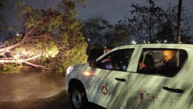 Bomberos atienden reportes de caída de árboles tras las intensas lluvias