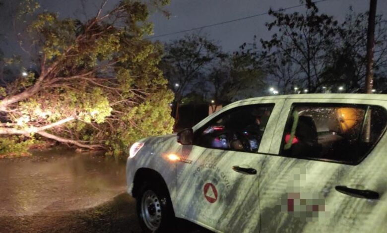 Bomberos atienden reportes de caída de árboles tras las intensas lluvias