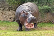 Colombia sacrificará hipopótamos de Pablo Escobar