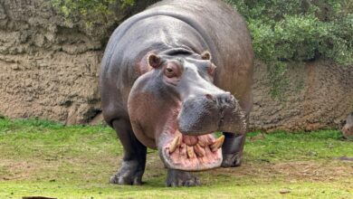 Colombia sacrificará hipopótamos de Pablo Escobar