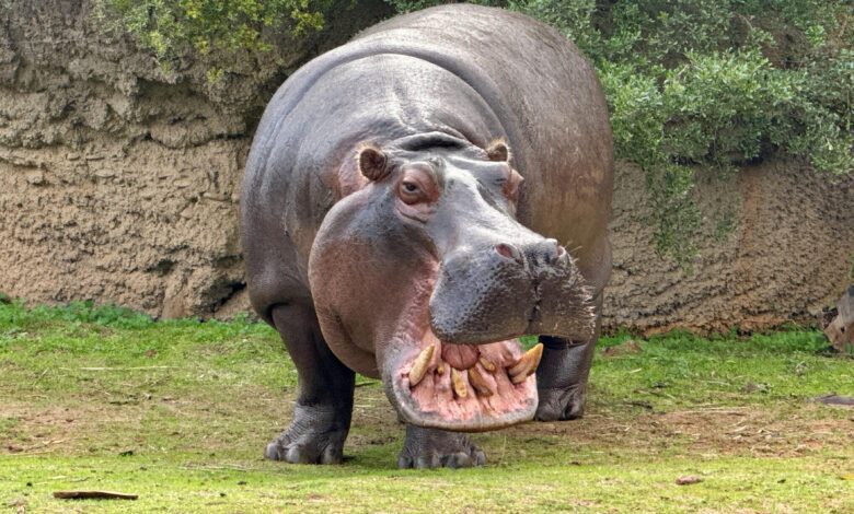 Colombia sacrificará hipopótamos de Pablo Escobar