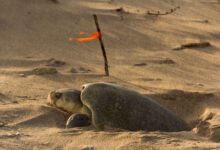 Reportan buen avance en temporada de anidación de tortuga lora
