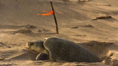 Reportan buen avance en temporada de anidación de tortuga lora