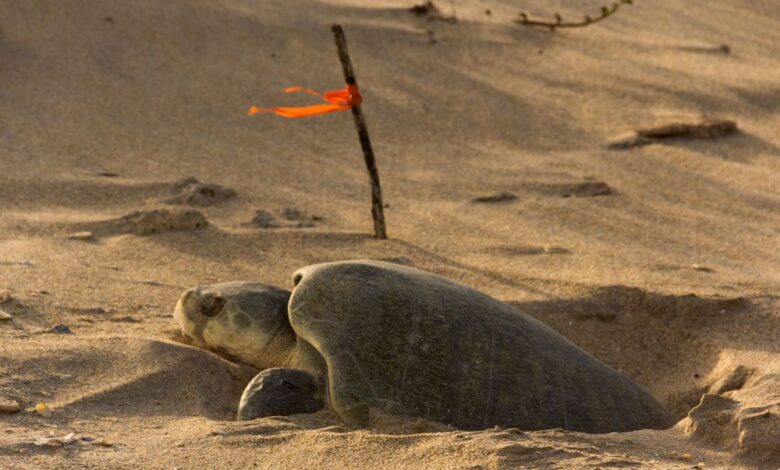 Reportan buen avance en temporada de anidación de tortuga lora