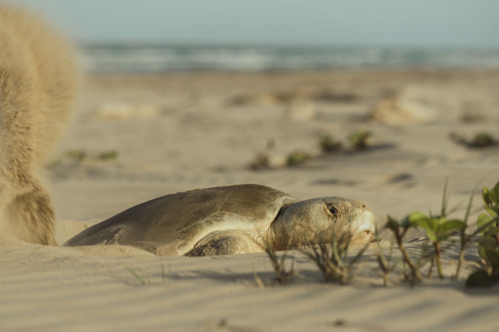 Reportan buen avance en temporada de anidación de tortuga lora