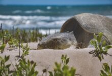 Detectan sargazo en costas de Tamaulipas; gobierno inicia vigilancia
