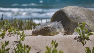 Detectan sargazo en costas de Tamaulipas; gobierno inicia vigilancia