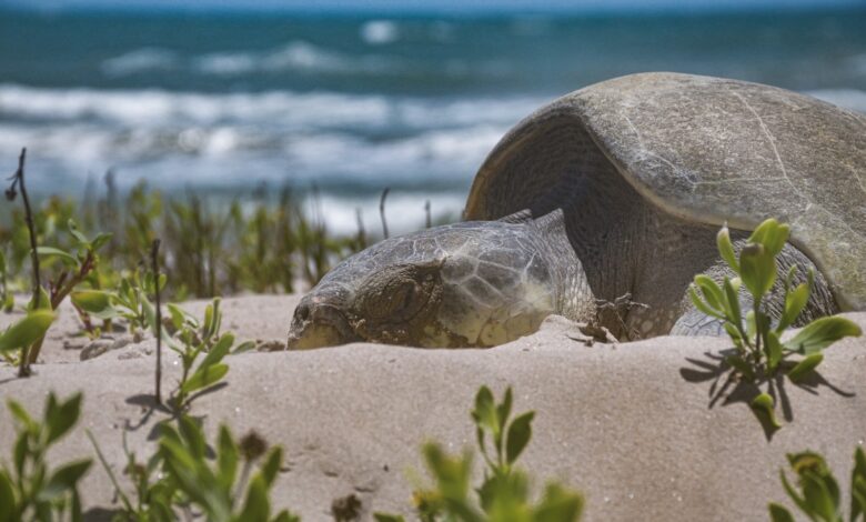 Detectan sargazo en costas de Tamaulipas; gobierno inicia vigilancia