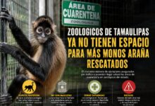 Zoológicos de Tamaulipas ya no tienen espacio para más monos araña rescatados