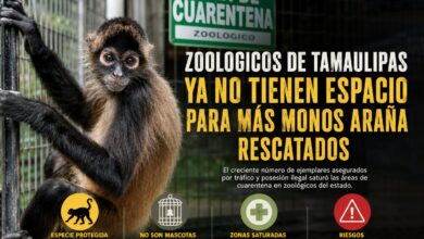 Zoológicos de Tamaulipas ya no tienen espacio para más monos araña rescatados