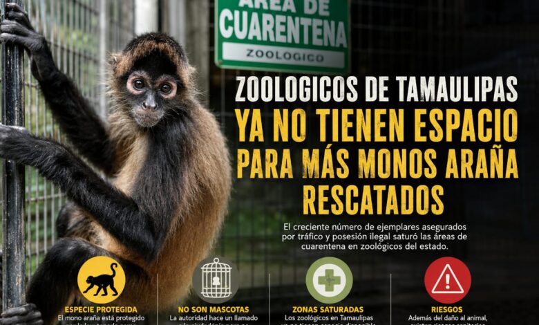 Zoológicos de Tamaulipas ya no tienen espacio para más monos araña rescatados