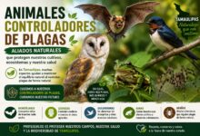 Animales controladores de plagas en Tamaulipas: cuáles son y por qué es importante protegerlos