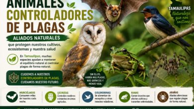 Animales controladores de plagas en Tamaulipas: cuáles son y por qué es importante protegerlos