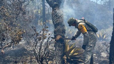 Ejército y brigadistas combaten incendios forestales en Miquihuana