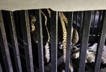 Atrapan a jaguar en la zona serrana de la entidad