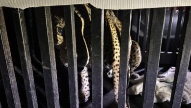 Atrapan a jaguar en la zona serrana de la entidad