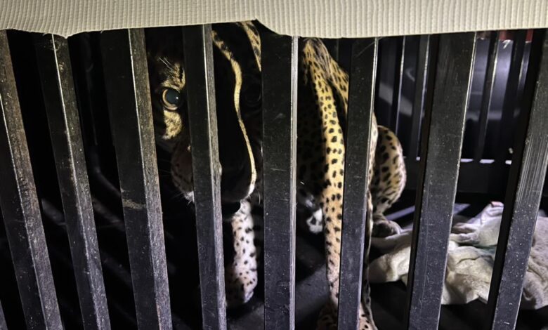 Atrapan a jaguar en la zona serrana de la entidad