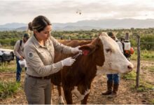 Liberación de moscas estériles contra el gusano barrenador iniciará en Tamaulipas