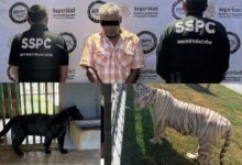 Animales exóticos asegurados durante operativos federales realizados en Tampico y Altamira, Tamaulipas.