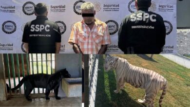 Animales exóticos asegurados durante operativos federales realizados en Tampico y Altamira, Tamaulipas.