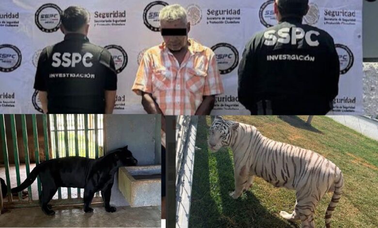 Animales exóticos asegurados durante operativos federales realizados en Tampico y Altamira, Tamaulipas.