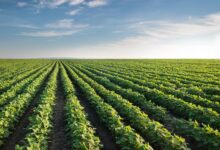 Las lluvias registradas en el norte de Tamaulipas podrían favorecer una mayor superficie de siembra durante el próximo ciclo agrícola.