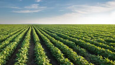Las lluvias registradas en el norte de Tamaulipas podrían favorecer una mayor superficie de siembra durante el próximo ciclo agrícola.