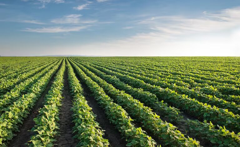 Las lluvias registradas en el norte de Tamaulipas podrían favorecer una mayor superficie de siembra durante el próximo ciclo agrícola.