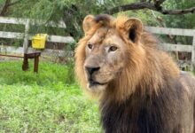 El león africano fue capturado con vida en el ejido La Bartolina, Matamoros, y quedó bajo resguardo para su valoración veterinaria.