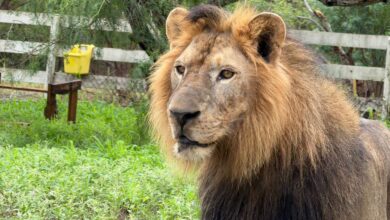 El león africano fue capturado con vida en el ejido La Bartolina, Matamoros, y quedó bajo resguardo para su valoración veterinaria.
