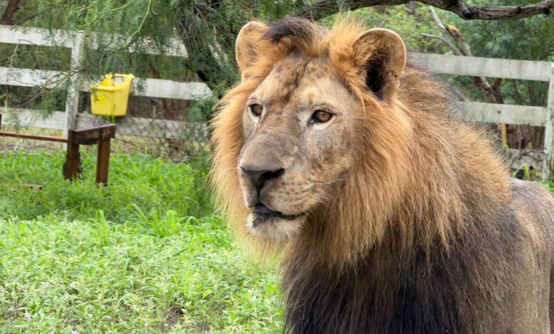 El león africano fue capturado con vida en el ejido La Bartolina, Matamoros, y quedó bajo resguardo para su valoración veterinaria.