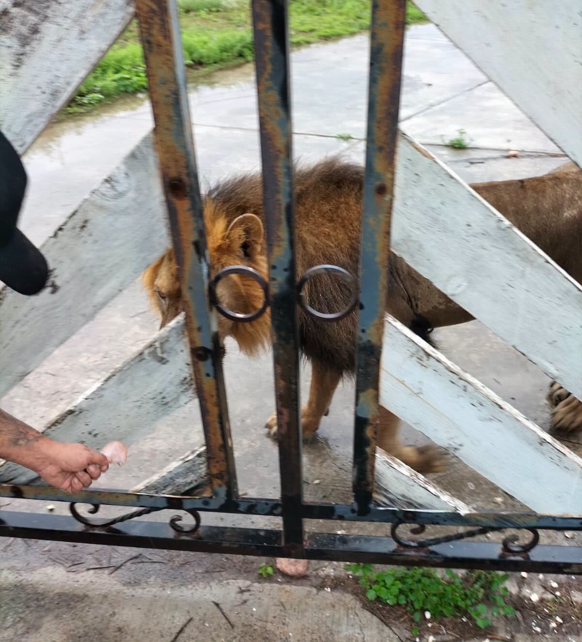 Un león africano fue capturado con vida en el ejido La Bartolina, Matamoros, tras un operativo de autoridades y especialistas en fauna silvestre.